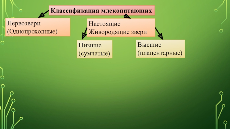 Высшие низшие животные. Однопроходные систематика. Первозвери систематика. Первозвери высшие низшие.