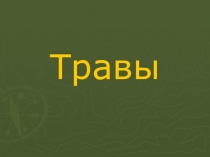 Презентация по окружающему миру Травы ( 2 класс)