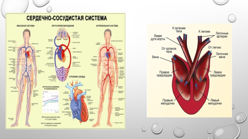 Тело человека реферат. Система органов тела человека в пластике. Строение тела фаза. Строение тела человека в картинках названиями женские. Сенок строение тела.