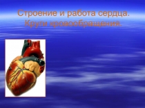 Презентация к уроку Строение и работа сердца. Круги кровообращения.