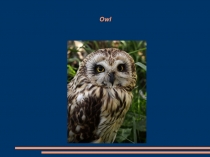 Презентация по английскому языку Совы
