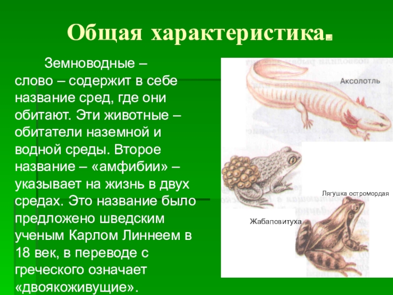 Класс земноводные животные. Описание земноводных. Описание земноводных животных. Земноводные животные характеристика. Общая характеристика лягушек.