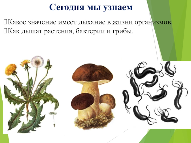 Грибы растения бактерии что лишнее и почему. Грибы дыхание. Дыхание бактерий и грибов. Дыхание растений и грибов. Грибы и бактерии.