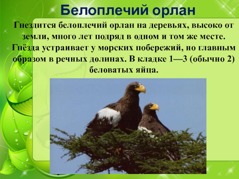 Белоплечий орланГнездится белоплечий орлан на деревьях, высоко от земли, много лет подряд в одном и том же