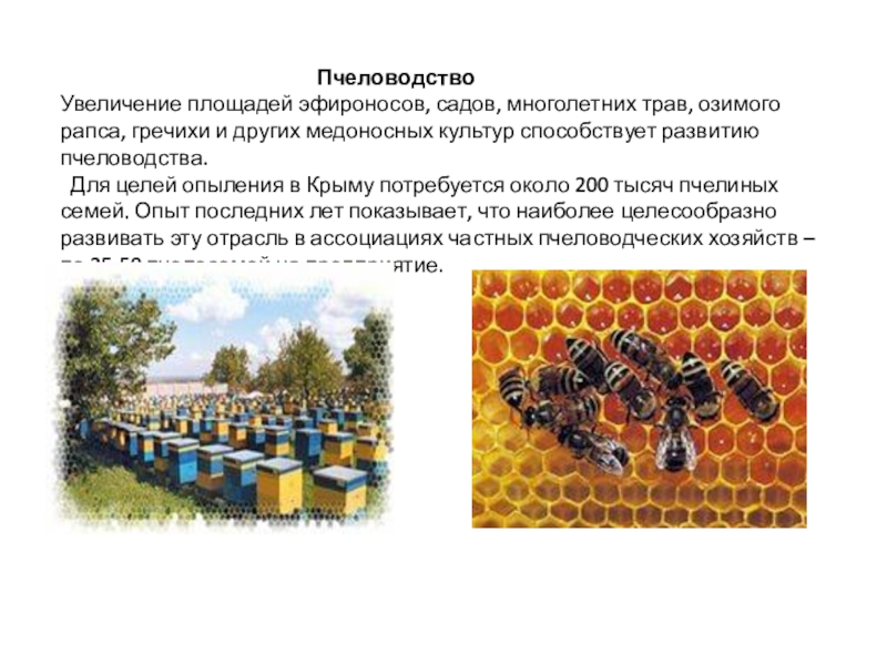 Пчеловодство доклад 3 класс. Пчеловодство презентация. Сообщение о пчеловодстве. Презентация для детей на тему пасека. Пчеловодство отрасль животноводства.