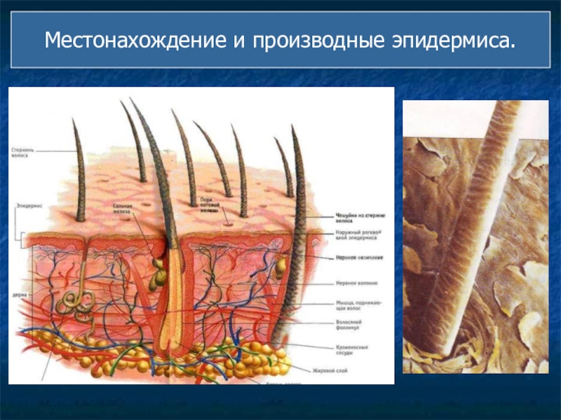 Производные кожи. Кожа производные кожи. Кожа и ее производные строение. Производные структуры кожи.