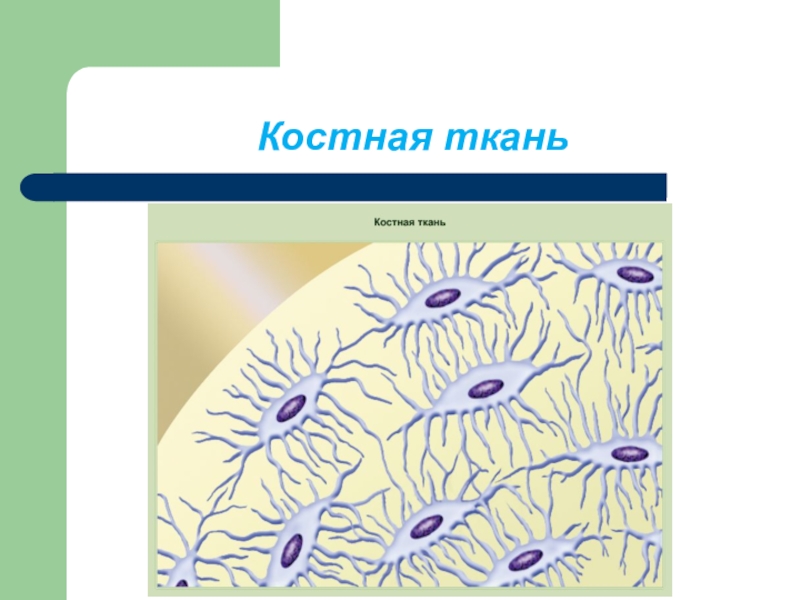 Ткани биология 5 класс. Строение костной ткани животных. Ткани животных костная ткань. Функции костной ткани животных. Скелетная ткань животных.