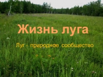 Презентация к уроку окружающего мира в 4 классе Жизнь луга (УМК Школа России)