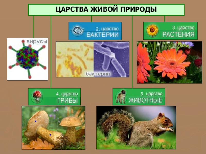 Презентация по природоведению