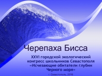 Презентация по биологии на тему: Черепаха Бисса