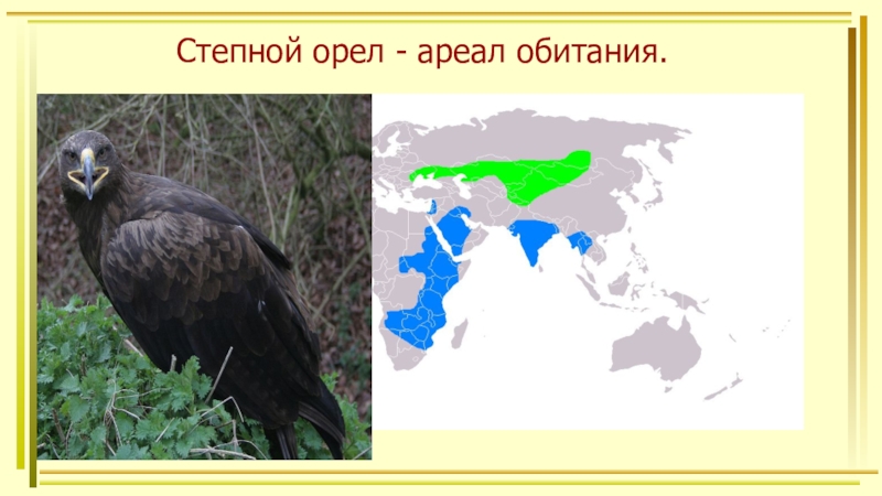 На каком материке обитает ворон обыкновенный впр. Степной орёл место обитания. Ареал обитания орла в России. Ареал степного орла. Ареал обитания Орлов.