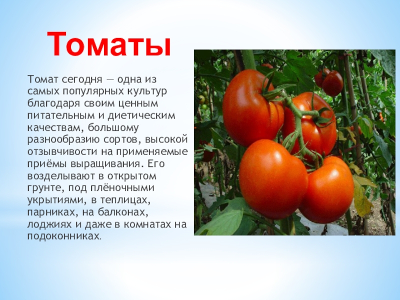 томат строение растения. томат характеристика цветка. помидор характеристика плода. томат характеристика цветка. томат характеристика цветка.