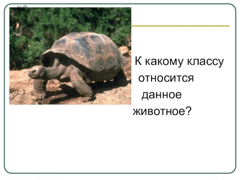 К какому классу относится. К какому классу относится это животное. Клклмк класс относится. К какому классу относят животных.