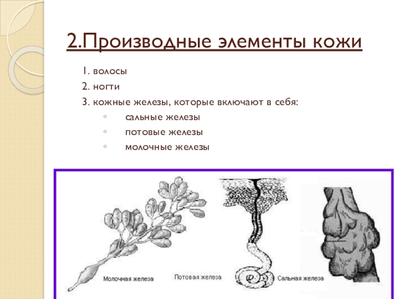 Презентация по биологии кожа 8 класс