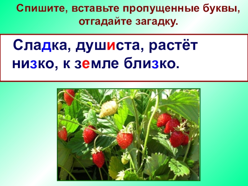 Ближайший ответ. Сладка душиста растет низко к земле близко. Загадка красна Сладка душиста растет низко к земле близко. Красна сочна душиста растет низко к земле. Растет близко к земле низко.