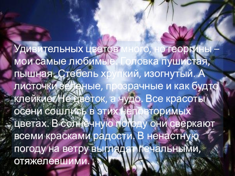 Последние цветы текст. Стихи об осенних цветах. Стихи про хризантемы. Последние осенние цветы стихи. Последние цветы текст.