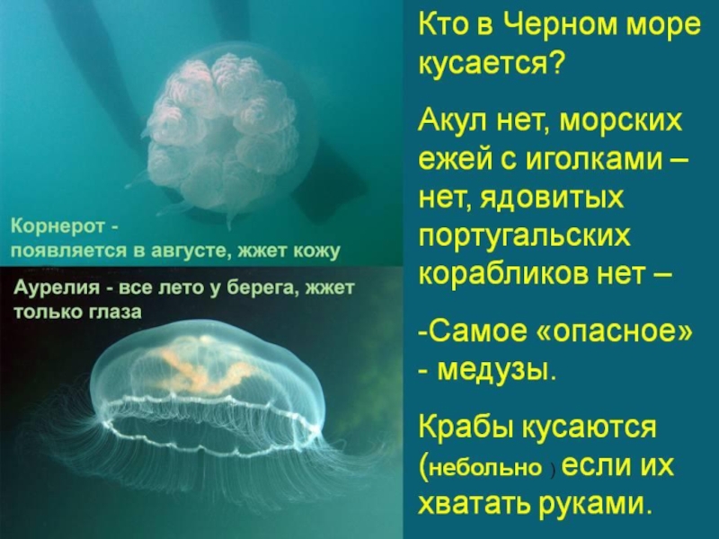 У черного моря 4 класс окружающий мир презентация школа россии