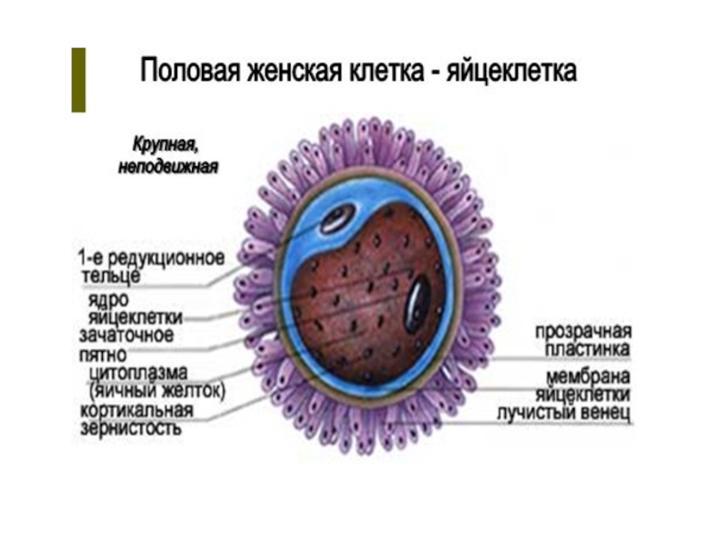 Название женской половой клетки. Строение половых клеток яйцеклетка. Строение яйцеклетки человека. Яйцеклетка женская половая клетка. Строение женской половой клетки.