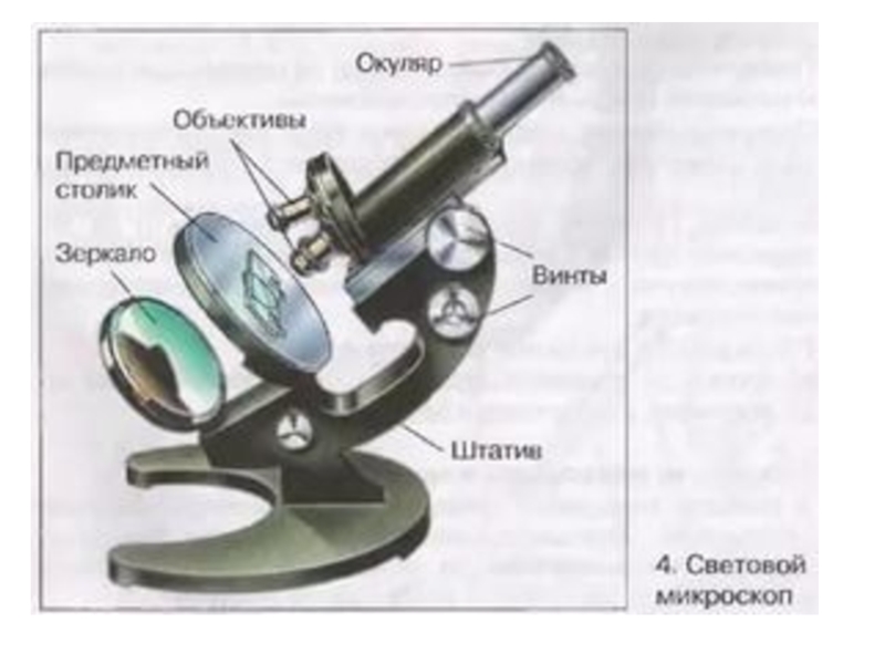 Какую роль играет объектив. Строение увеличительных приборов микроскоп. Увеличительные приборы 5 класс биология микроскоп. Штативная лупа 5 класс увеличительные приборы-. Строение микроскопа увеличитель.