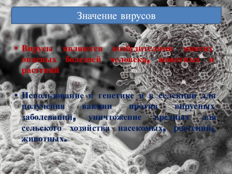 Презентация по вирусам 7 класс