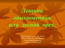 Презентация по окружающему миру Растения нашего региона. Лещина обыкновенная