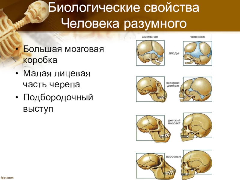 Биологические свойства человека. Биологические свойства личности. Отличительные биологические свойства человека. Биологические свойства человека разумного.