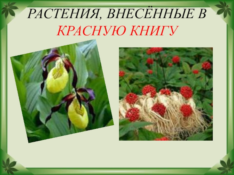 Какие растения внесены в красную. Растения внесенные в красную. Растения веесенные вскрасную книгу в России. Рисунки растений внесенных в красную книгу. Растения с фруктами занесены в красную книгу.