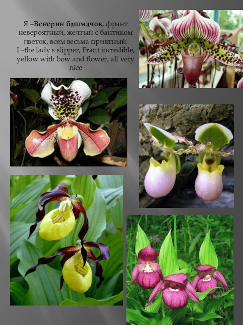 Цветы венерин башмачок фото и описание