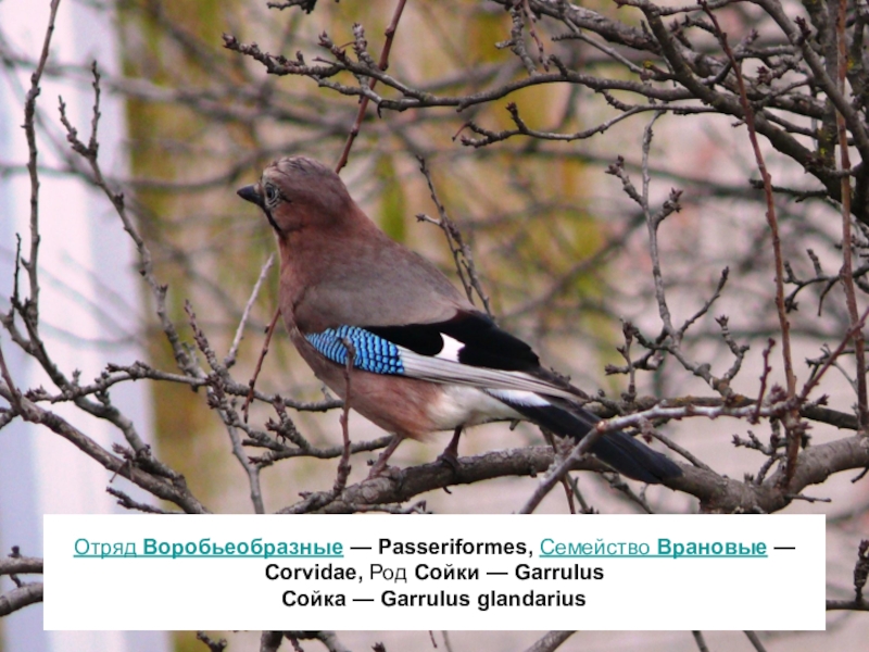 Фото птицы белгородской области фото с названиями и описанием