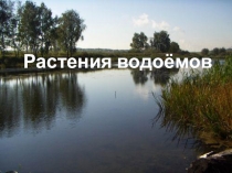 Презентация по биологии на тему Растения водоемов (6 класс)
