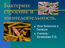 Презентация по биологии на тему Бактерии ( 5 класс)
