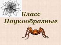 Презентация  Тип Членистоногие.Пауки