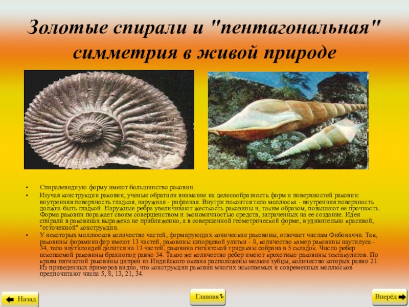 Симметрия тела моллюсков. Пентагональная симметрия в живой природе. Ракушка Живая или неживая природа. Раковина моллюска Живая или неживая. Конструкции раковин в природе.