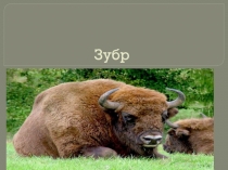 Презентация по биологии  Зубр