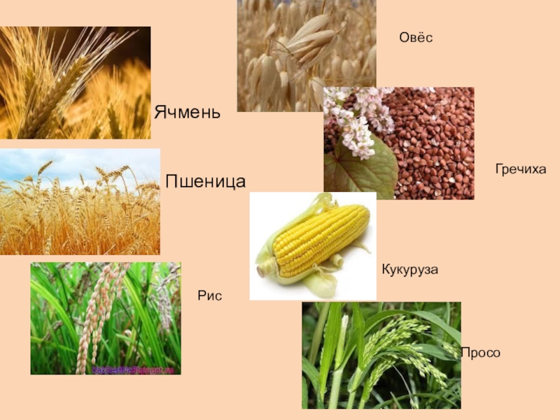 Виды зерновых культур фото и их названия