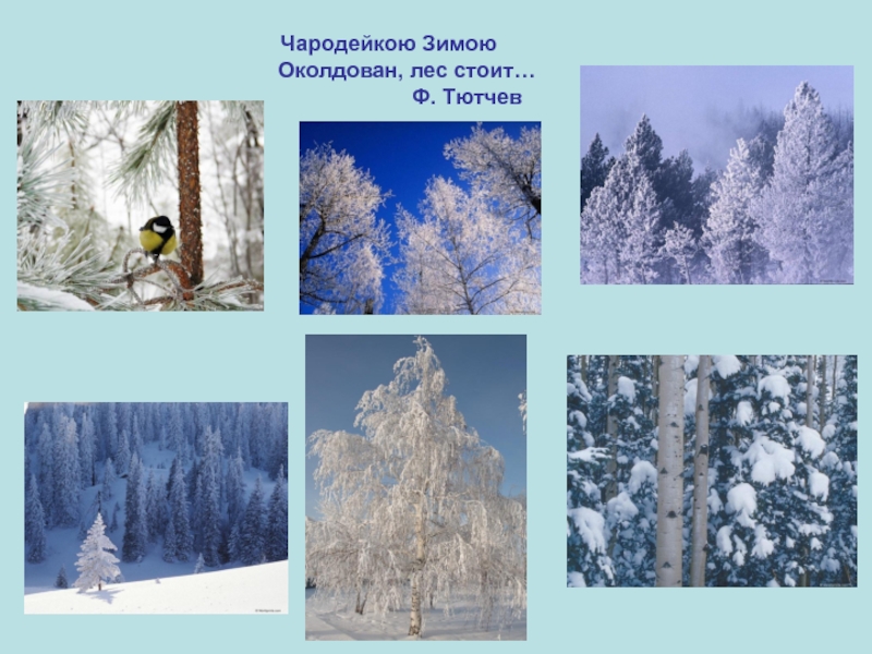 2 класс чародейкою зимой презентация. Ф Тютчев Чародейкою зимою. Ф. Тютчева 