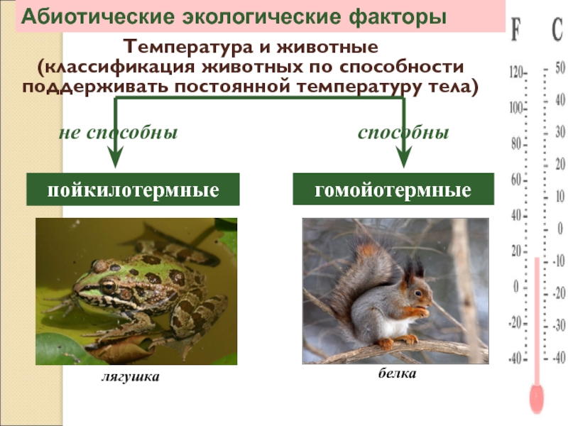 Абиотические экологические факторыТемпература и животные           (классификация животных