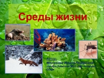 Презентация по биологии на тему Среды жизни
