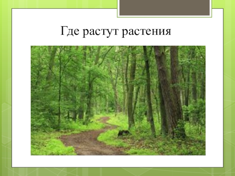 Где растут цветы. Где растут растения. Карта где растут растения. Где не растут растения.