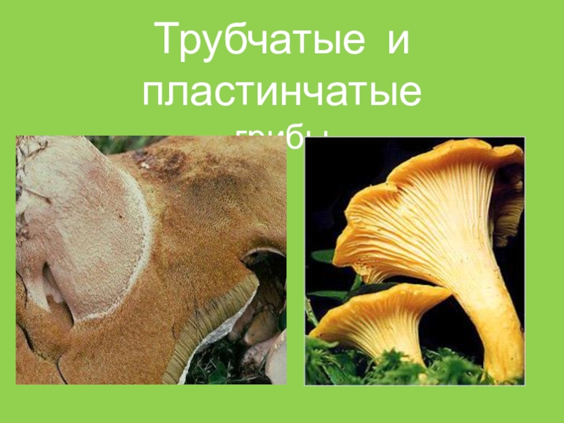 Пластичные и трубчатые грибы