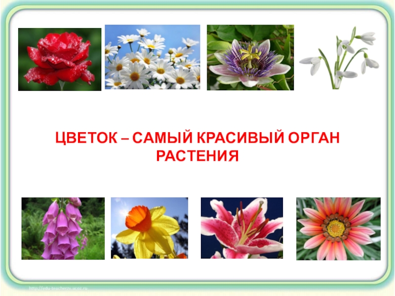 Какие цветы 3 класс. Окружающий мир. Цветы.. Цветок самый красивый орган растения. Цветов, 3 класс. Цветок самый красивый орган растения 3 класс.