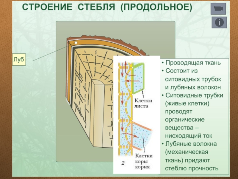 Проводящая ткань стебля. Проводящая ткань поперечного сечения стебля растения. Ситовидные трубки стебля. Строение стебля ситовидные трубки. Кора Луб лубяные волокна ситовидные трубки.