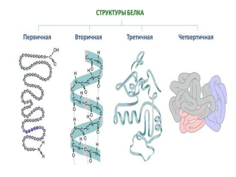 Строение белков картинки