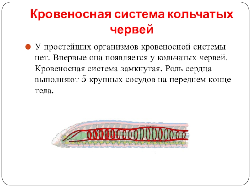 Кровеносная система кольчатых червей