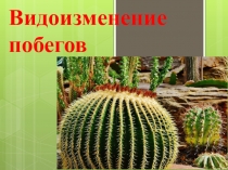 Презентация по биологии на тему:Видоизменение побегов