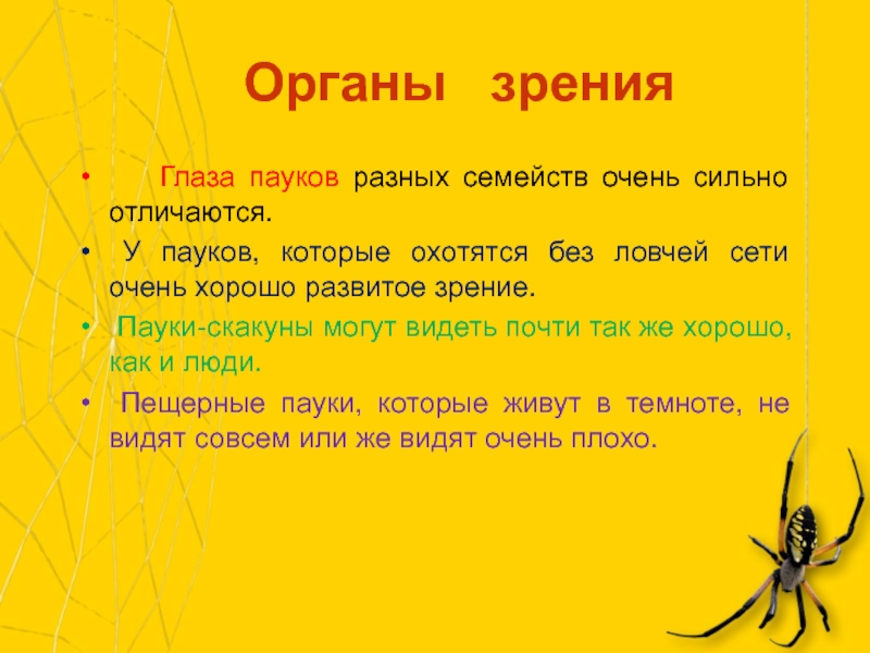 Паукообразные органы чувств. Строение глаз паукообразных. Органы зрения паука. Органами зрения у пауков являются. Строение глаза паука.