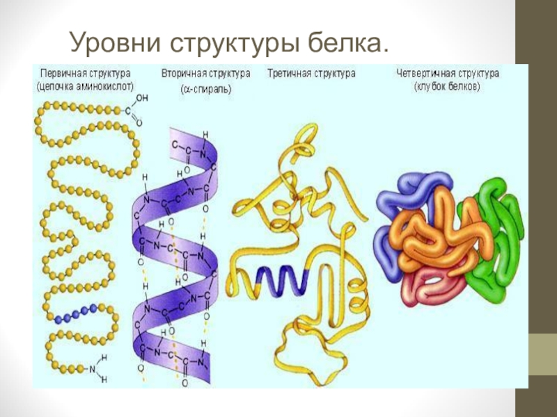 4 структуры белка