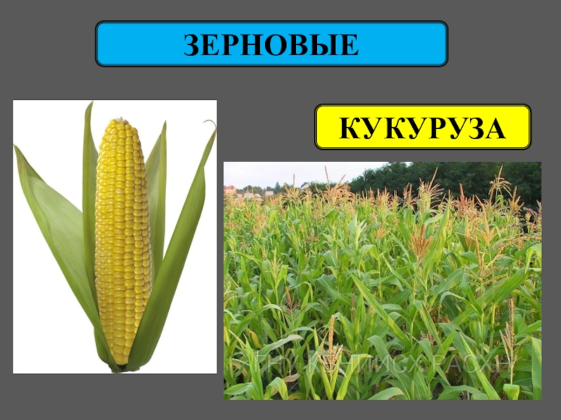 Презентация на тему кукуруза 6 класс по биологии