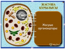 Презентация тақырыбы: ядро құрылысы
