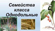 Презентация по биологии на тему Семейства класса Однодольные